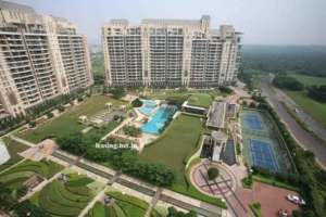 Icon DLF
